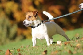 IMG 4433